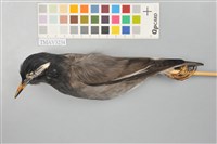 藏品(灰椋鳥)的圖片